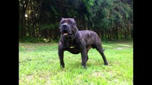 TOP 10 STRONGEST DOGS IN THE WORLD (1080p_60fps_H264-128kbit_AAC)