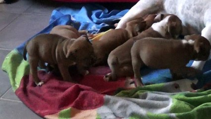 68ème Vidéo Maman et ses p'tits Oeufs de STAFFORDLAND