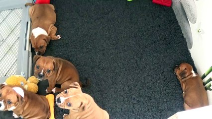 69ème Vidéo Maman et ses p'tits Oeufs de STAFFORDLAND