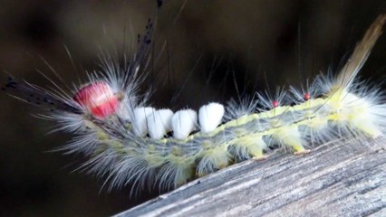 A caterpillar's journey: Stunning insect takes a stroll