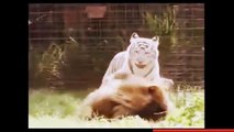 Best Documentary 2016 - Animals Attacks Lion - Wild Animal Killed Lion
