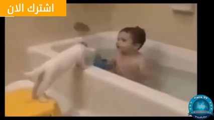 Funny Cats - اضحك مع القطط