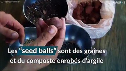Des bombes de graines pour replanter les forêts