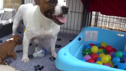 71ème Vidéo Maman et ses p'tits Oeufs de STAFFORDLAND