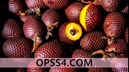 Moriche palm fruit 제주오피  OPSS4.COM 제주건마 오피쓰