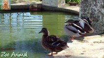 Funny Ducks playing in the water - Farm animals vidasdasd234234als