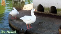 Funny Ducks playing in the water - Farm234234wersdf Animals TV