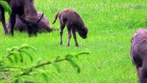 Beautiful wildlife in the Bavarian Forest  - Die Tierwelt im Bayrischen Wald