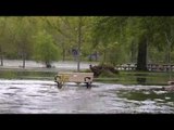 Toronto Islands Swamped as Lake Ontario Reaches Heights