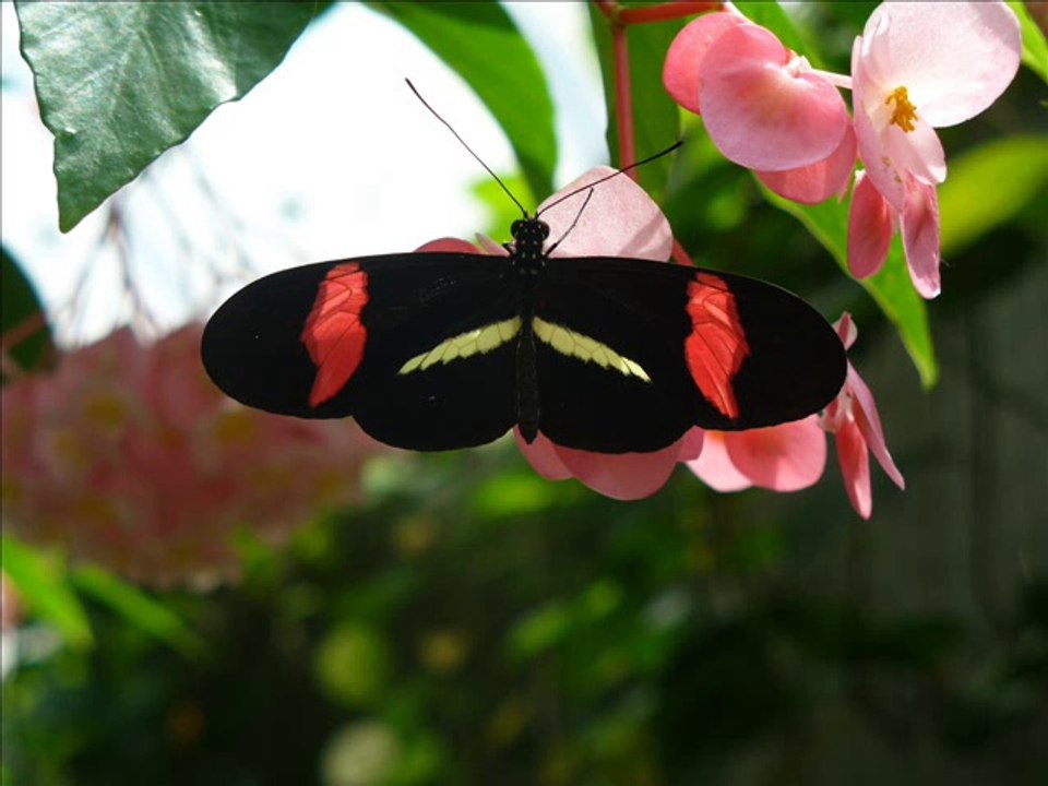 Free As A Butterfly