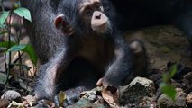 Disneynature - SCHIMPANSEN - Filmclip - Oskars grosse Famili