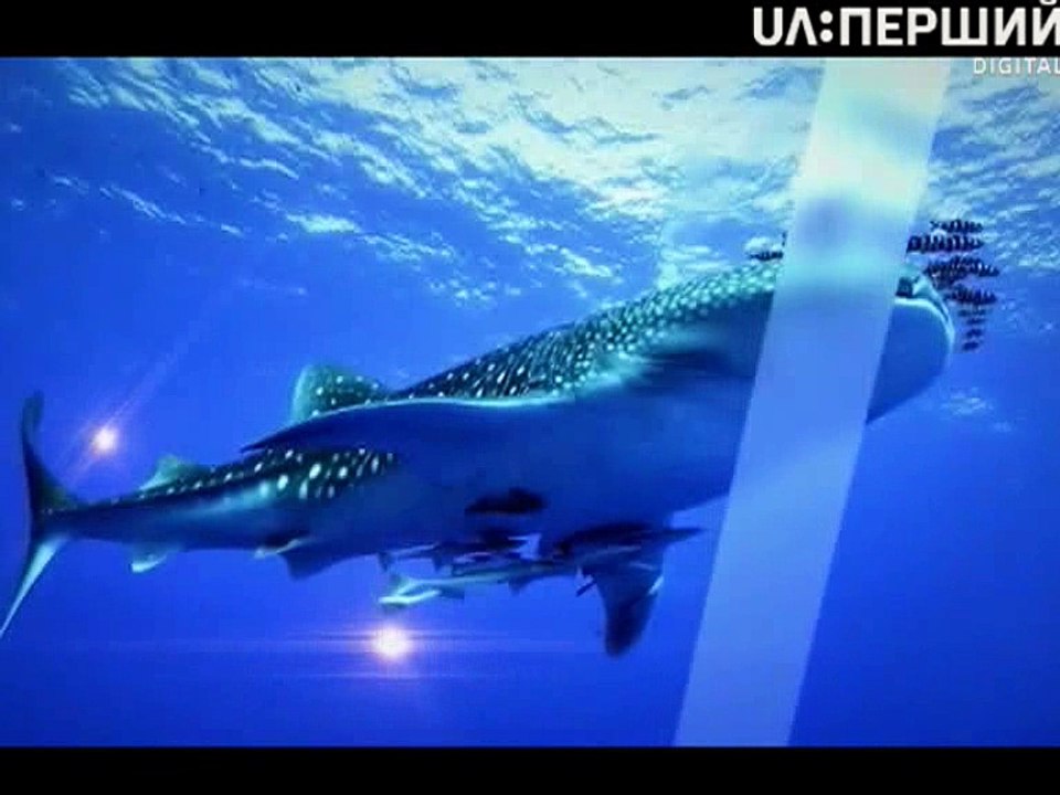 "Дикі тварини". Хто перший? Отруйні (2014)