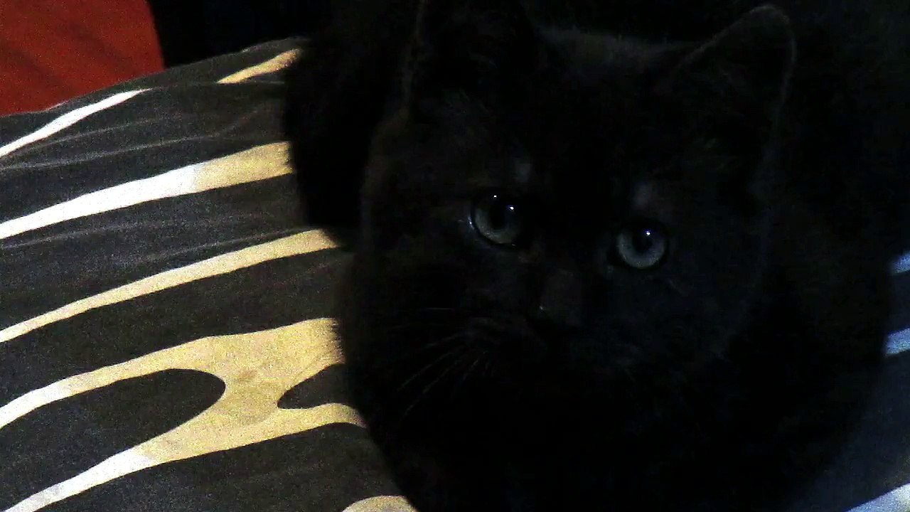 Nividia :3