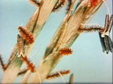 BBC Ascent of Man - 12 - Generation Upon Generation