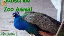 Peacocks - Farm animal video for kids - A