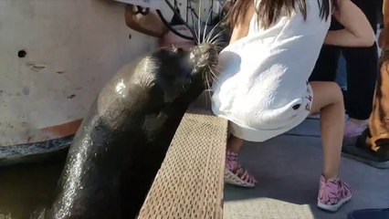 Killer Seal Drags Girl into Water