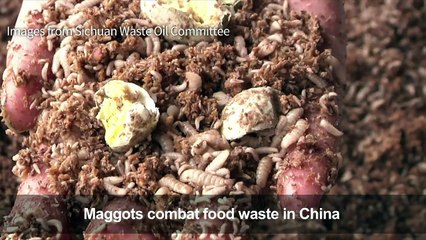 In China, maggots finish plates, and food waste