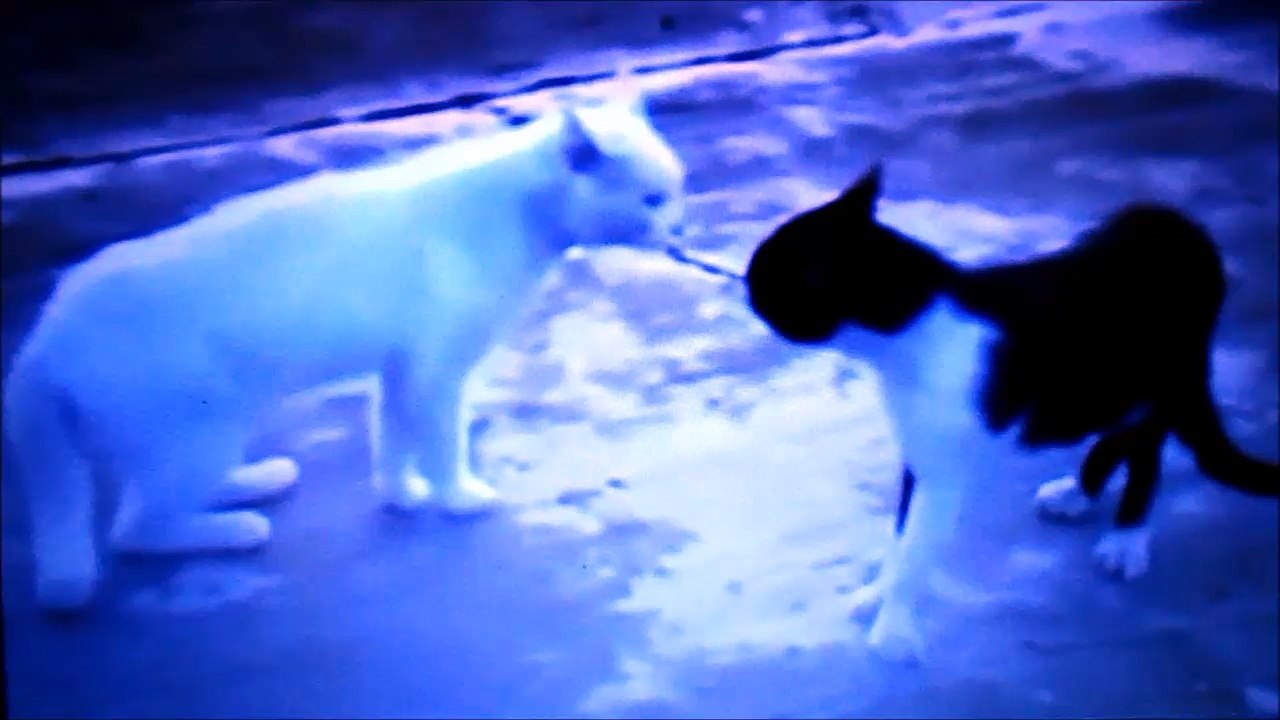 Chat en colére