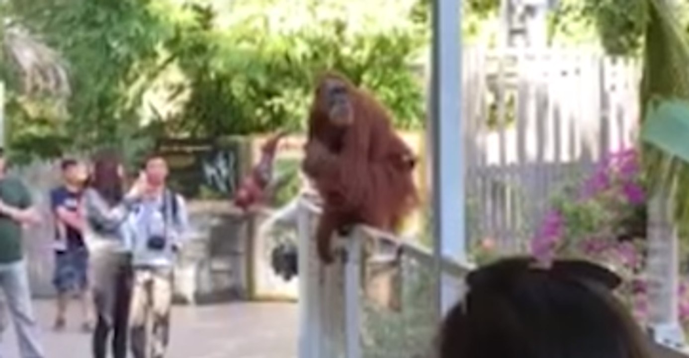 Perth Zoo's Orangutan Mother Climbs Out of Enclosure to Rescue Son