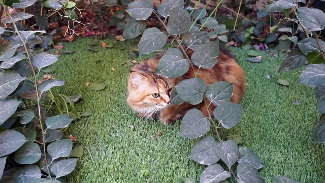 AMAZON SQUISHY PACKAGE!! 20 SQUISHIES!