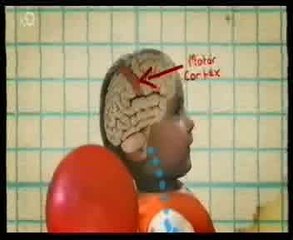 Cerebro: Entrenamiento y memoria muscular (Titus)