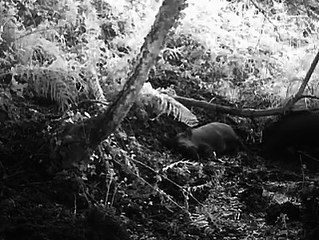 Piége photographique