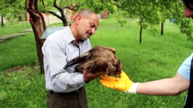 Zabıta Yaralı Şahine Sahip Çıktı