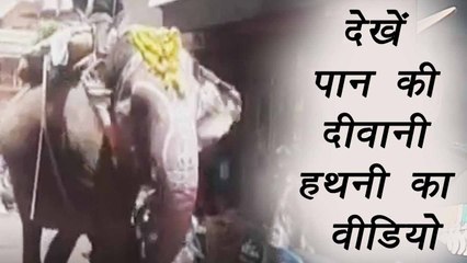 Elephant enjoying the taste of beetle, पान की शौक़ीन हथिनी Watch Video | वनइंडिया हिंदी