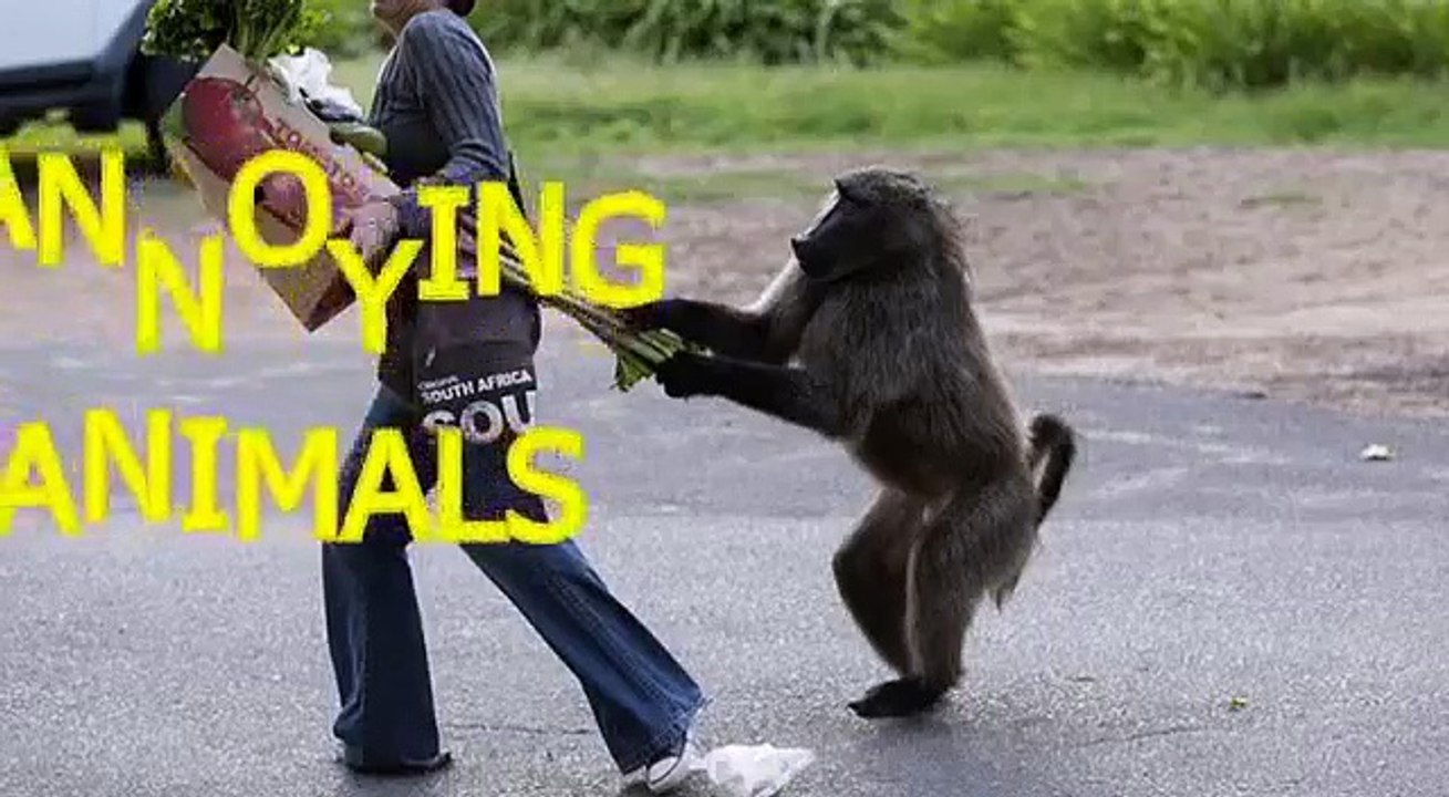 annoying animals