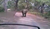 Fil, yaşam alanını işgal eden safari aracını böyle kovaladı