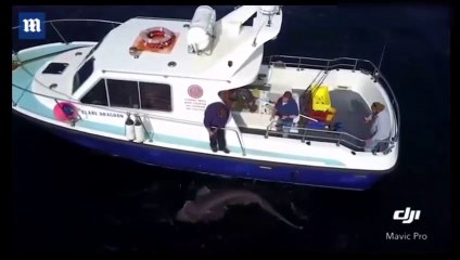 Download Video: Ce pecheurs ont attrapé le plus gros requin d'europe