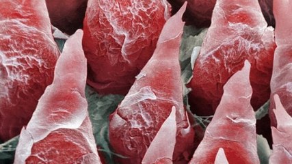 Oruç Tutunca Vücudumuza Neler Oluyor İzleyin.. Muhteşem Bir Olay!