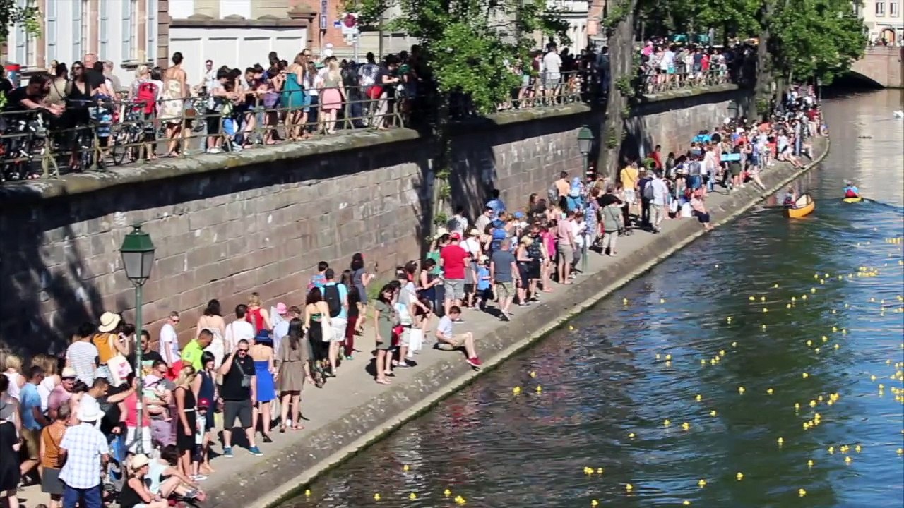 15 000 canards lâchés dans l’Ill