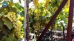 Indian Grapes farm    अगर आपने कभी अंगूर के खेत नहीं देखे तो इस वीडियो को जरुर    videos 2017