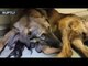 Homeless dog gives birth to 9 puppies in Moscow Metro carriage
