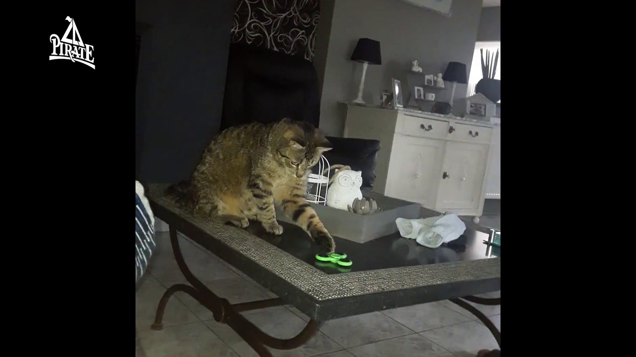 Un chat qui veut jouer au spinner