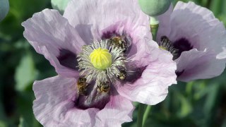 Honey Bees on Papaver somniferum