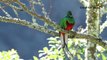 Costa Rica - Der Quetzal-CHsWr2A5G9o