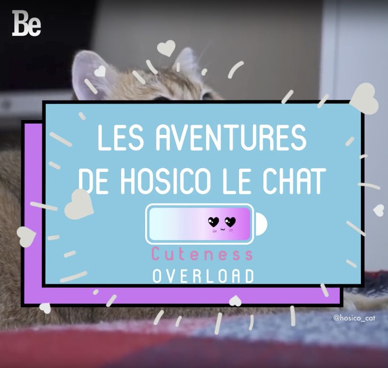 Cuteness Overload : Hosisco le chat ; )