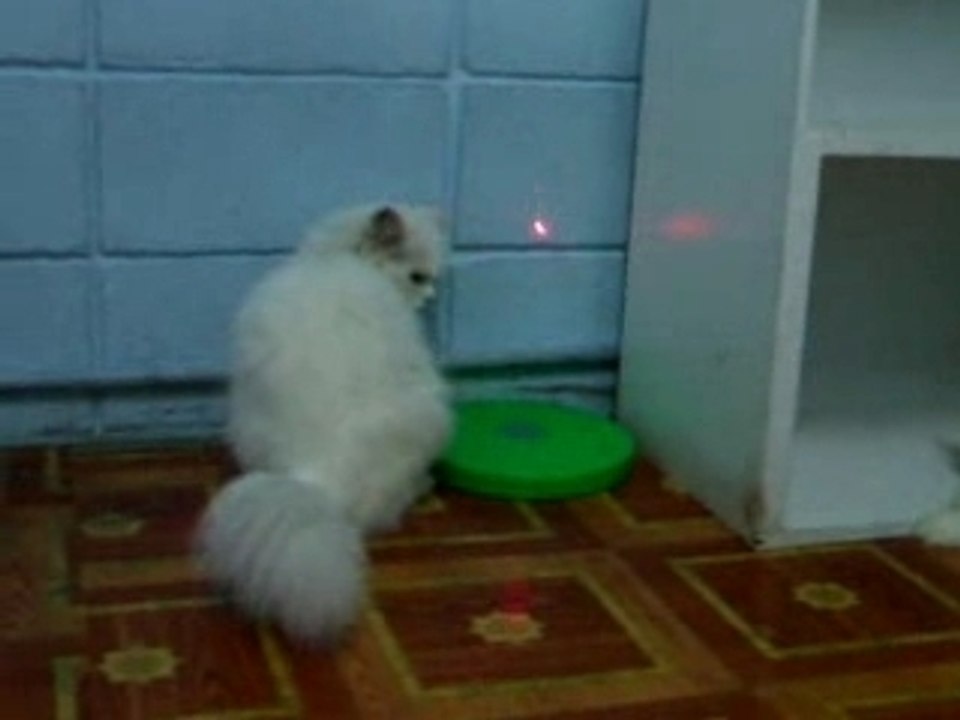 Cat_tu i& duan
