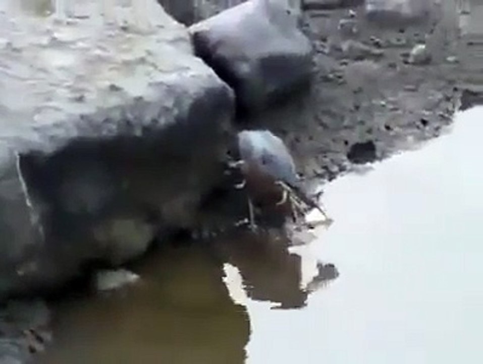 Wow intelligent birds