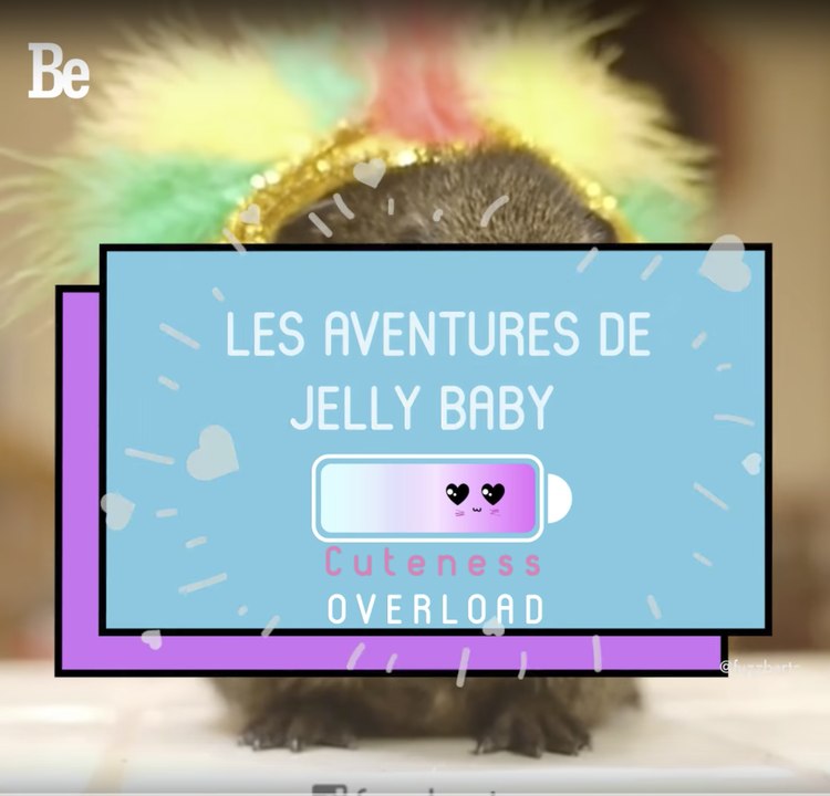 Cuteness Overload : Jelly Baby le hamster ; )