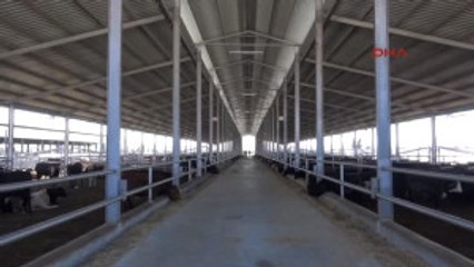 Şanlıurfa - Besiciler, Kasaplardan Yana Dertli