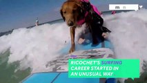 This surfing dog helps veterans and chi