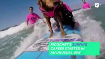 This surfing dog helps veterans and children heal-qYdD01PiTIc