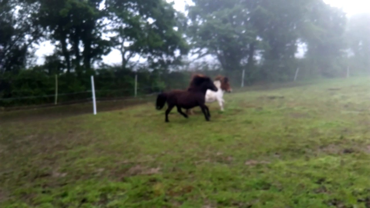 Shogun et Shamrock