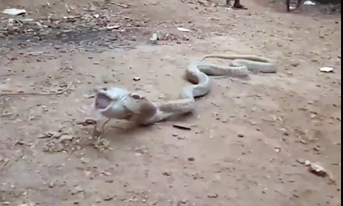 Indian Cobra regurgitates a PLASTIC BOTTLE