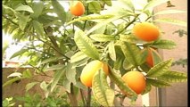 Top Roof  Kitchen Gardening