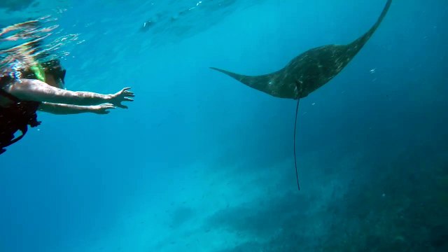 Manta Ray - Manta Bay - Nusa Lembongan, Bali, Indonesia