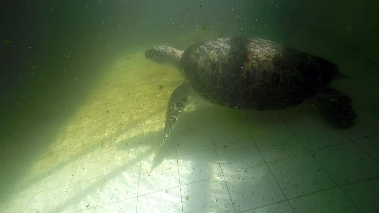 Turtle Conservation and Education Center - Serangan Island, Bali, Indonesia